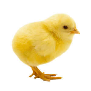 Coker Feed Mill chick orders